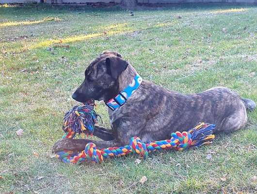 Wieviel Geschirre und Leinen habt Ihr?-Beitrag-Bild