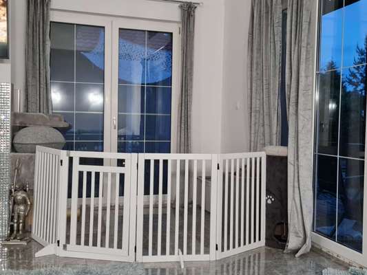 Gewöhnung Katzen an einen Tierheimhund-Beitrag-Bild