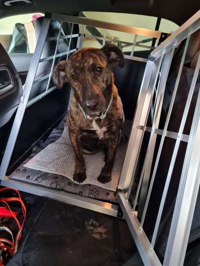 Hund richtig auf Rückbank sichern-Beitrag-Bild