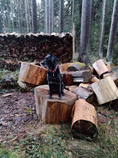 Wald Bild-Beitrag-Bild