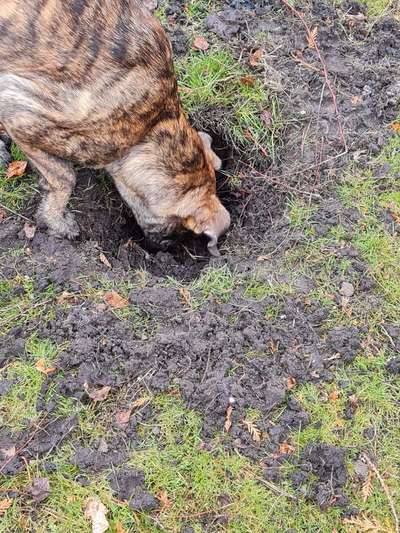 FOTOCHALLENGE 72 - Glücklicher Hund im Schmuddel-Look-Beitrag-Bild