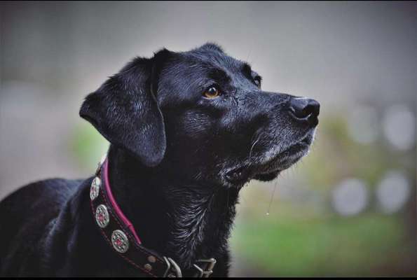 Dogorama Photo Challenge - Hundeblick zum hinschmelzen-Beitrag-Bild