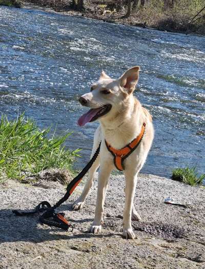 Tongue Out Tuesday-Beitrag-Bild