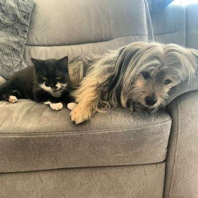 Hund und Katz Momente-Beitrag-Bild