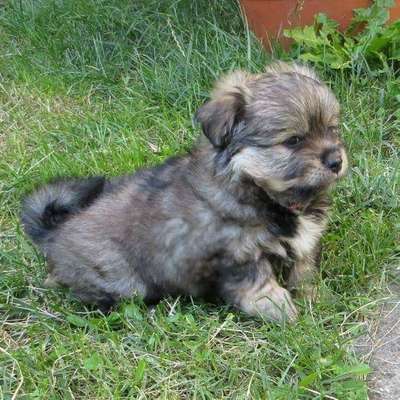 Welpen Bilder !-Beitrag-Bild