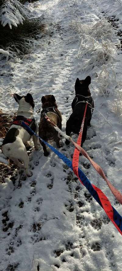 Französische Bulldoggen-Beitrag-Bild
