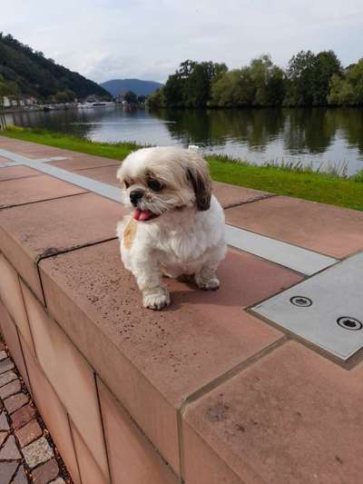 Hundetreffen-Gassirunde-Bild