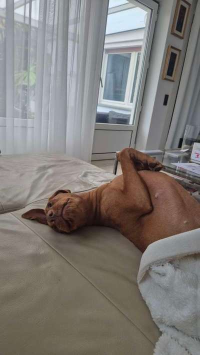 Magyar Vizsla-Beitrag-Bild