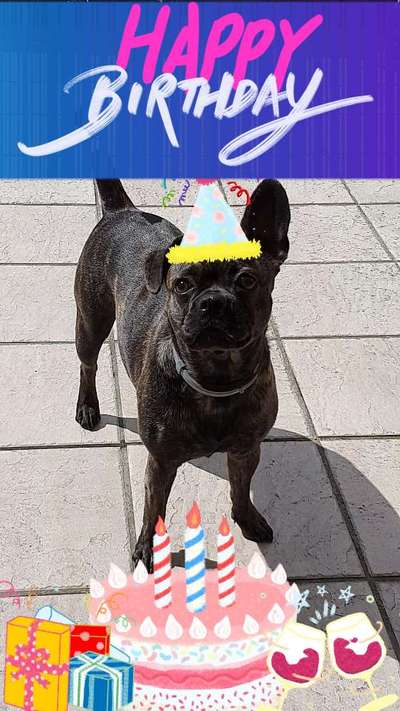 Französische Bulldoggen-Beitrag-Bild