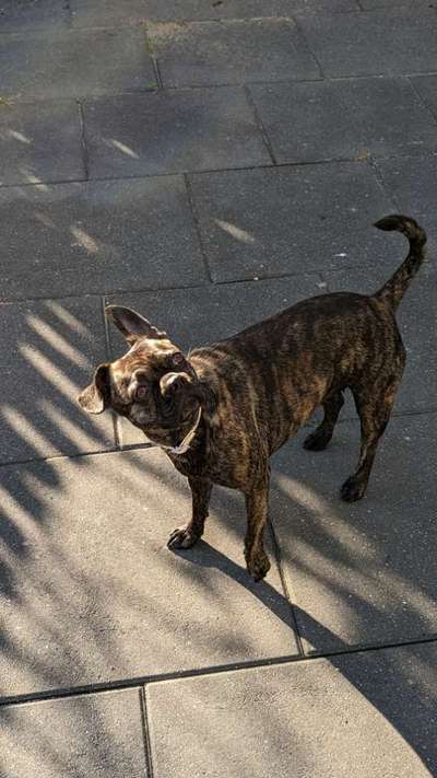 Französische Bulldoggen-Beitrag-Bild