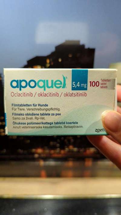 Französische Bulldoggen-Beitrag-Bild