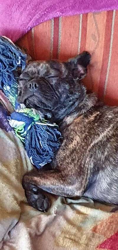 Dogorama Photo Challenge - Lieblingsspielzeug!-Beitrag-Bild