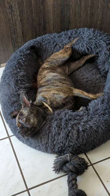 Französische Bulldoggen-Beitrag-Bild