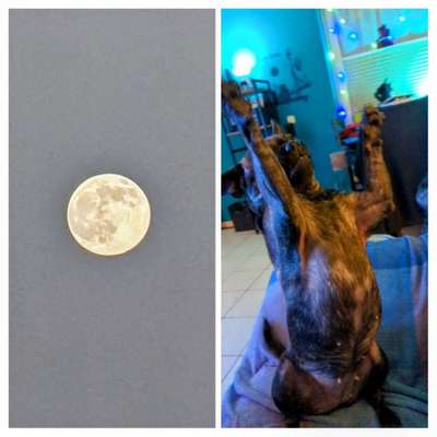 Wie heißt dein Hund?-Beitrag-Bild