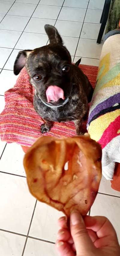 Französische Bulldoggen-Beitrag-Bild