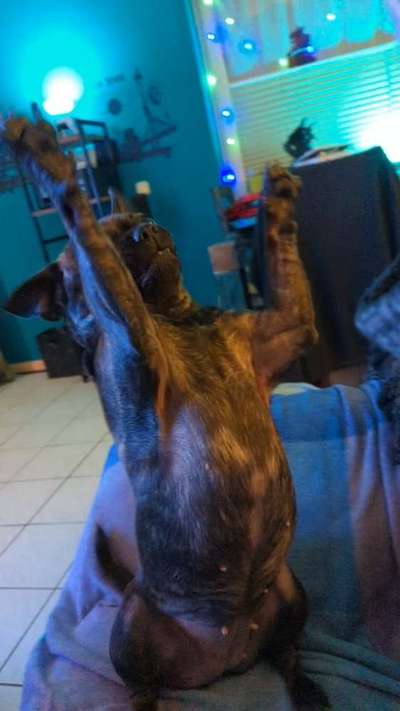 Postet das beste Foto von euren 4 beinern-Beitrag-Bild