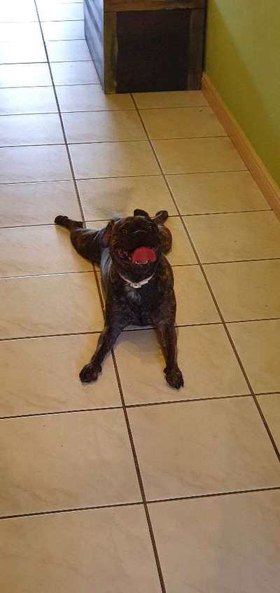 Französische Bulldoggen-Beitrag-Bild