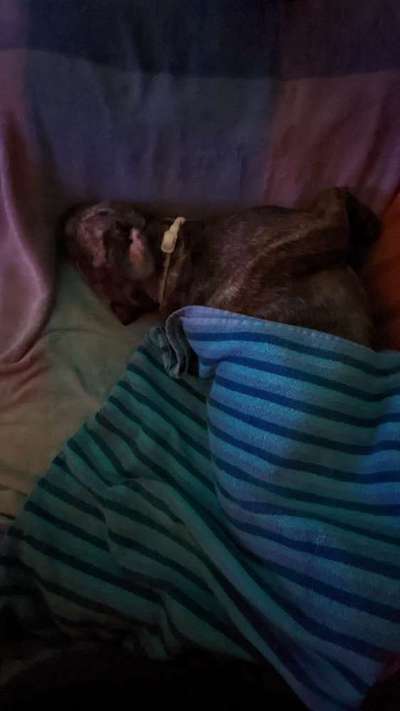 Französische Bulldoggen-Beitrag-Bild