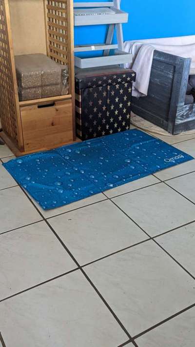 Französische Bulldoggen-Beitrag-Bild