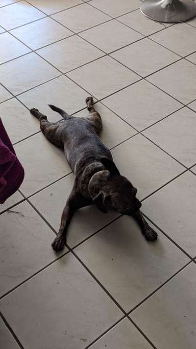 Französische Bulldoggen-Beitrag-Bild