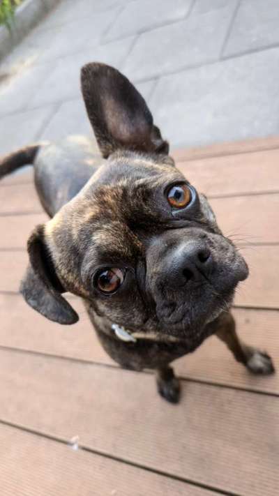 Französische Bulldoggen-Beitrag-Bild