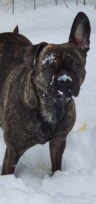 Postet das beste Foto von euren 4 beinern-Beitrag-Bild