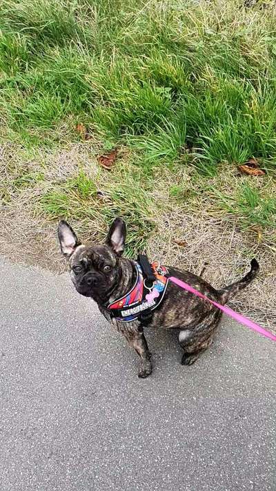 Französische Bulldoggen-Beitrag-Bild