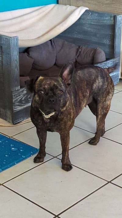 Französische Bulldoggen-Beitrag-Bild