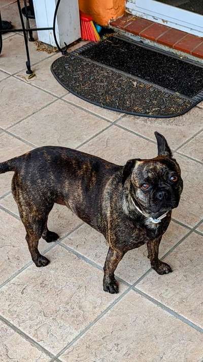 Französische Bulldoggen-Beitrag-Bild