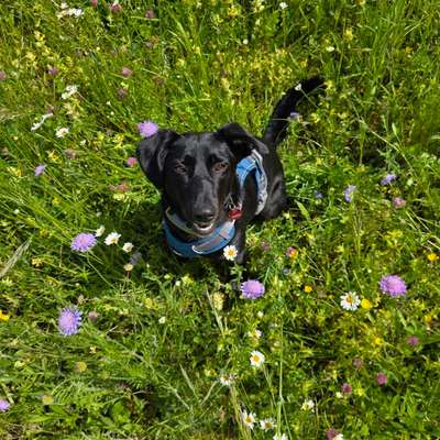Hundetreffen-Wandertouren am Kaiserstuhl-Bild