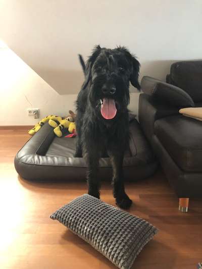 Hunderunde-Beitrag-Bild