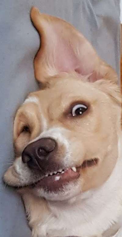 Zeige das lustigste Bild eures Hundis-Beitrag-Bild