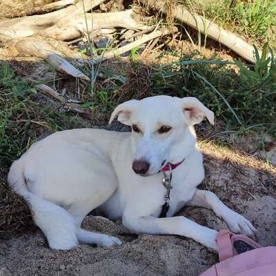 Hundetreffen-Gassi-Partner gesucht-Bild