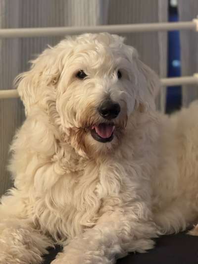 Zeigt her eure Pudel und Pudelmischlinge (:-Beitrag-Bild