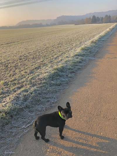 Hundeauslaufgebiet-Feld Neuforweiler-Bild