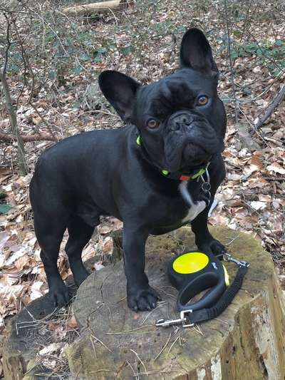 Zeigt her eure Frenchi-Beitrag-Bild