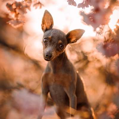 Hundetreffen-Kleine Hunde für Gassirunde-Bild