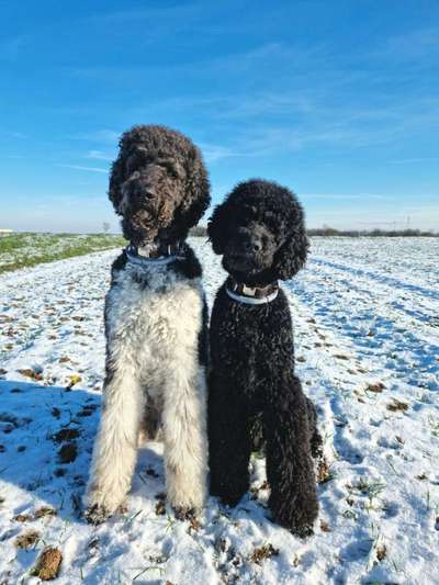 Alles rund um den Pudel-Beitrag-Bild