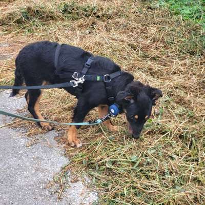 Hundetreffen-Hundetreffen-Bild