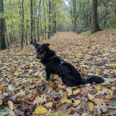 Hundetreffen-Hundetreffen-Bild