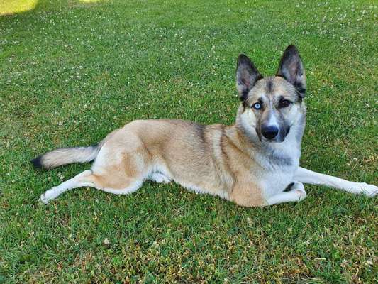 Mischlinge raten - Rätselspaß-Beitrag-Bild