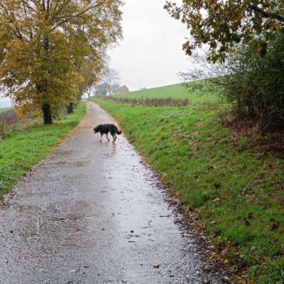 Hundetreffen-Spaziergang auf dem Panoramaweg-Bild