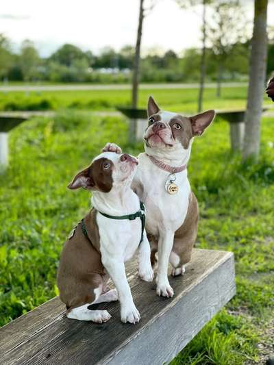 Seltene Rassen!-Beitrag-Bild