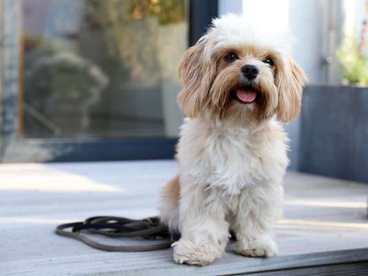 Die Dogorama Kalender Challenge Titelbild-Beitrag-Bild