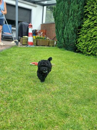 Hundetreffen-Welpenspiel-Bild