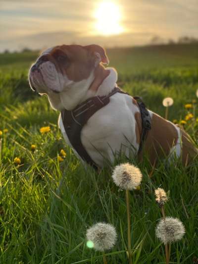 Lieblingsbild von euren Hunden?-Beitrag-Bild