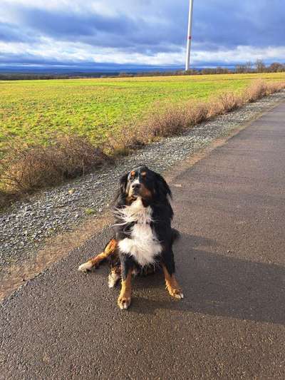Hundetreffen-Gassirunde inkl. Austausch-Bild