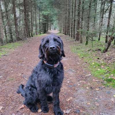 Hundetreffen-Gassi-/ und Trainingspartner in Emsbüren und Umgebung gesucht-Bild