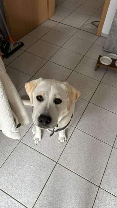 Hundetreffen-Labrador sucht spielfreund-Bild