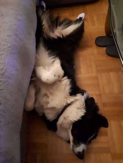 Zeigt mir die lustigsten Schlafpositionen eurer Fellnasen-Beitrag-Bild